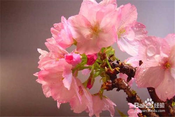 樱花应该怎么养