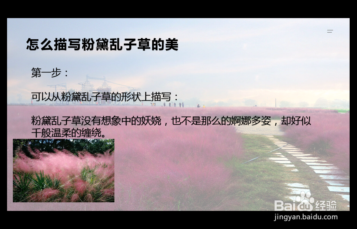 怎么描写粉黛乱子草的美