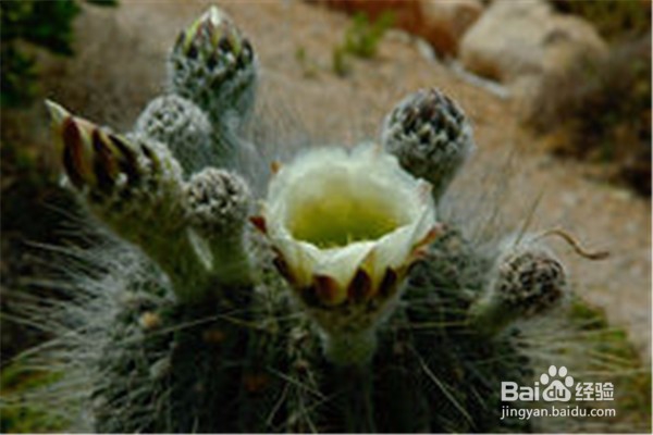 仙人掌的养殖方法和注意事项都有什么？