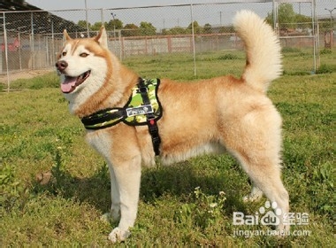 十大妙招搞定吉娃娃饲养