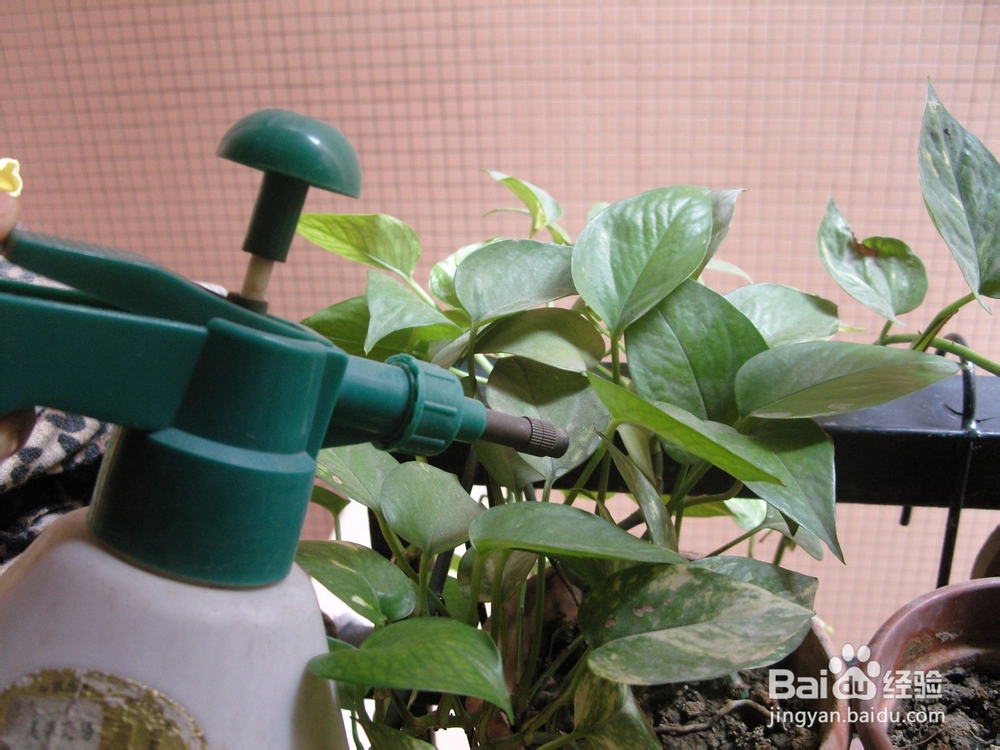 如何养绿萝才会长势旺盛