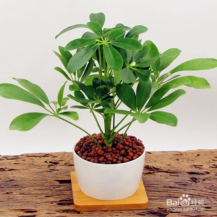 卧室应怎样布置和选择植物
