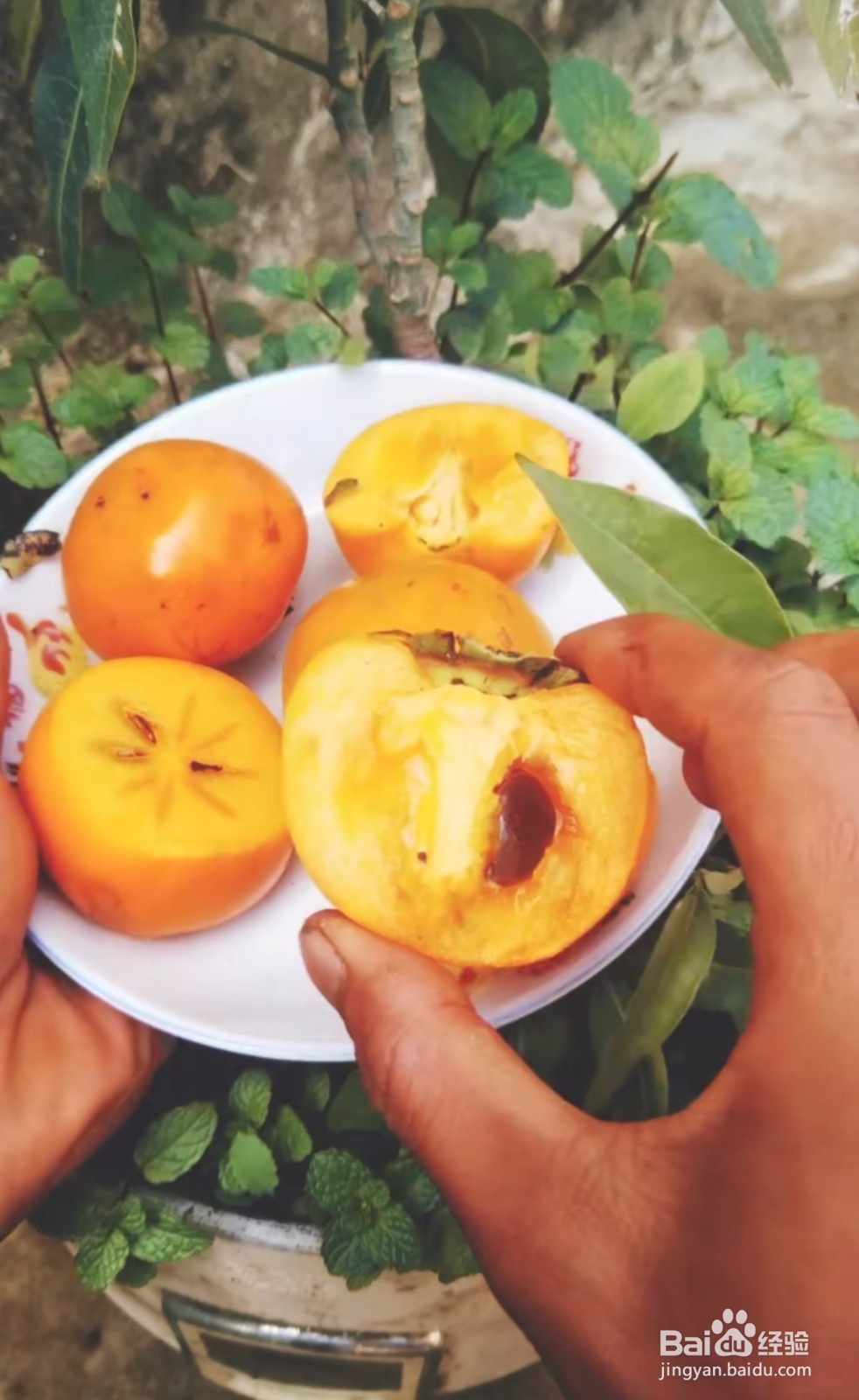 怎么样种植柿子
