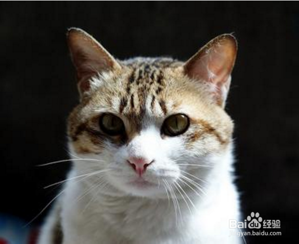 中国土猫有什么品种