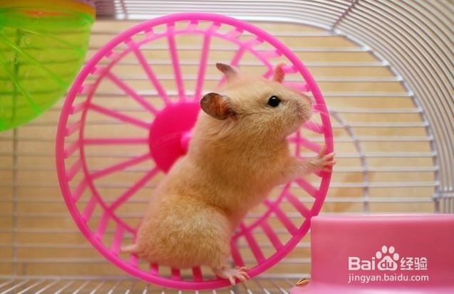 怎么判断仓鼠年龄