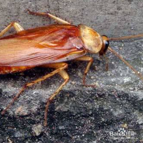 如何清除蟑螂