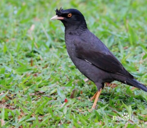 怎么挑选八哥幼鸟中极品