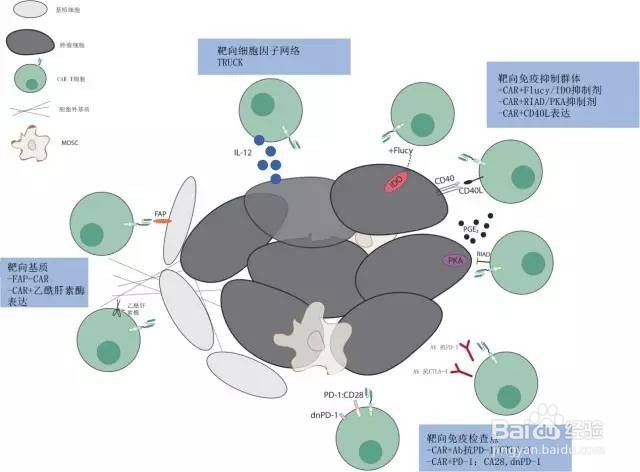 测定细胞因子的细胞上清液保存方法