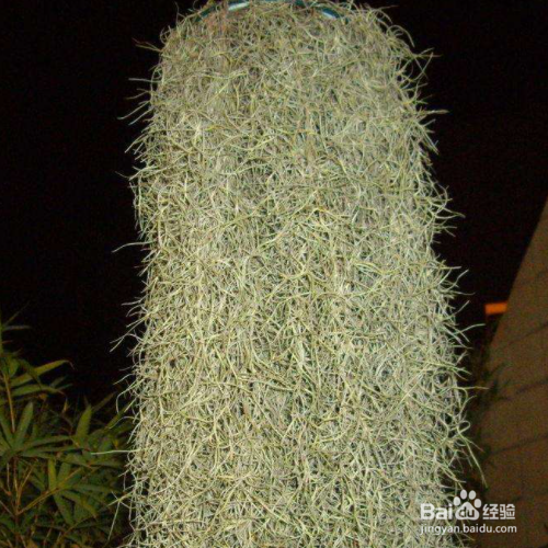 老人须的养殖方法和注意事项