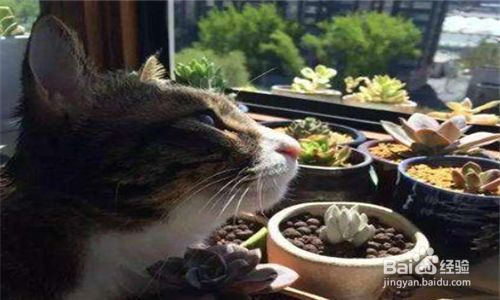 如何避免家里的猫咪咬伤多肉植物盆栽 百度经验