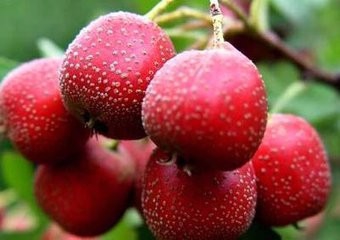 美味的开胃水果粥