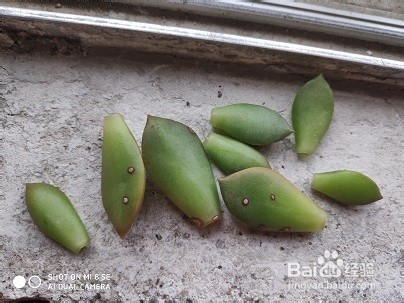 冬天多肉叶片扦插方法