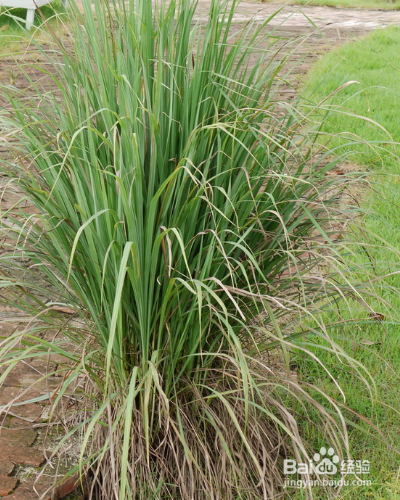 草本植物香茅如何养殖？
