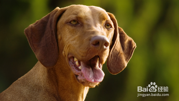 导致狗狗掉毛的原因有哪些?