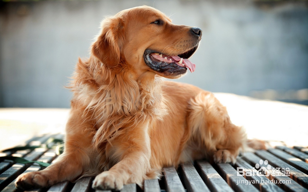 如何才能避免狗狗攻击人？