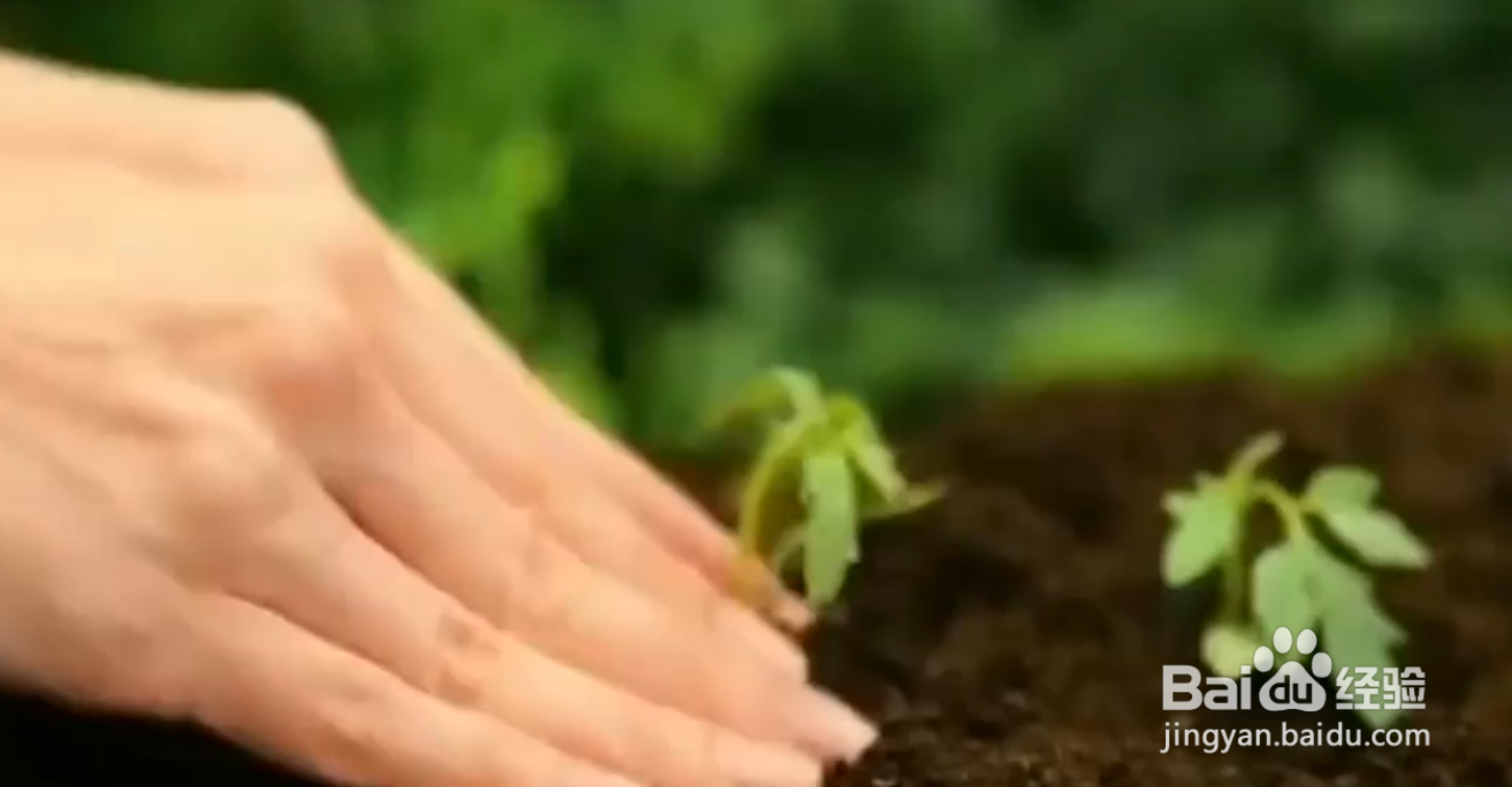 如何自己种植水果蔬菜