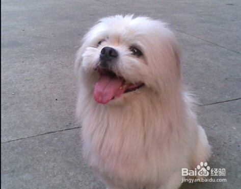 狗不见了怎么办