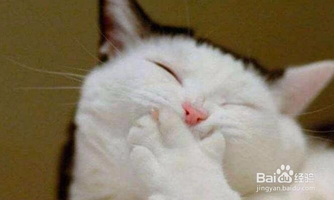 怎样让你的猫咪变乖又听话