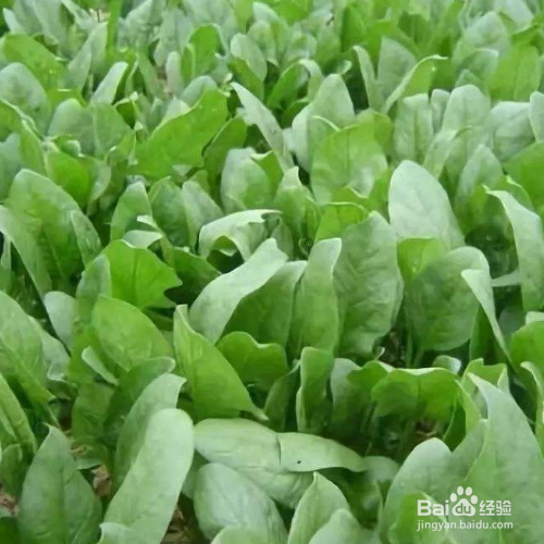 秋菠菜种植时间和方法