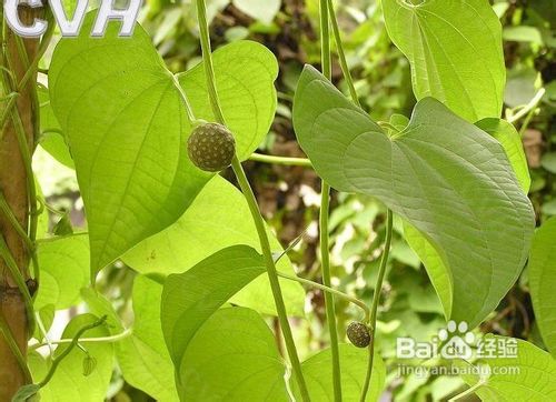 淮山的功效与作用及食用方法