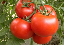 家常菜如何做清炒土豆丝？