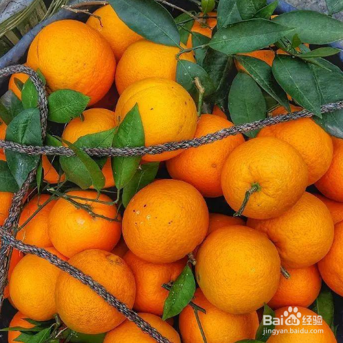 脐橙各种病叶片认别