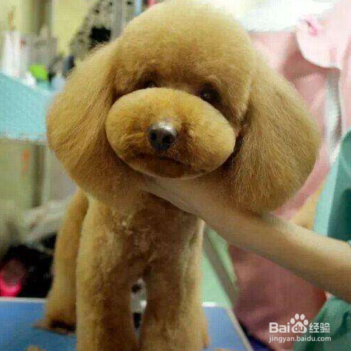 在给狗狗做美容的时候你应该注意哪些?