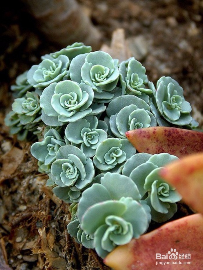 怎么选购多肉植物,什么时候选购多肉较好,