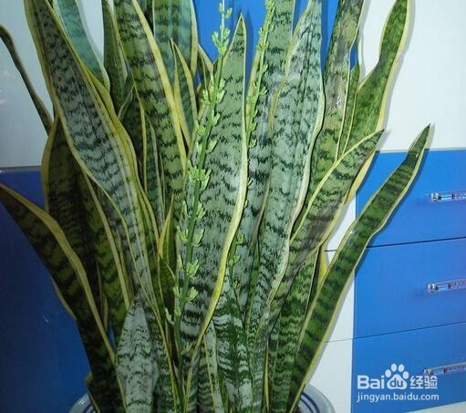 虎皮兰施什么肥好