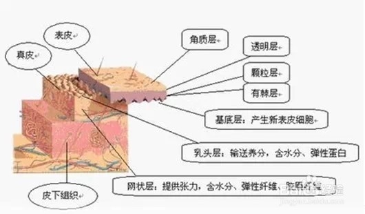 <b>保养和化妆的顺序究竟是怎样的</b>