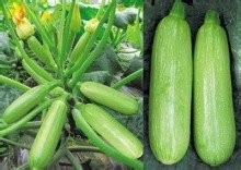 Taime:开年当季的蔬菜千万别买错了