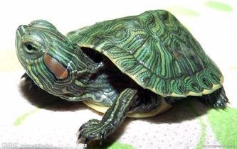 <b>巴西龟冬眠要放水吗</b>