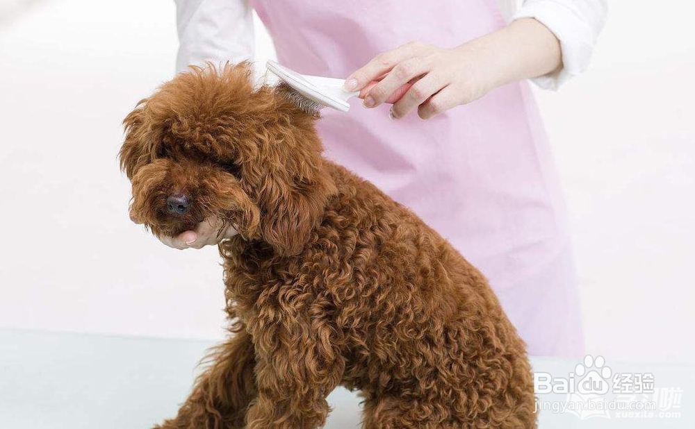 怎么给泰迪犬剪头发