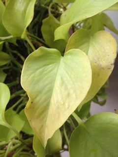 绿萝叶子发黄是什么原因