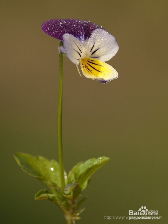 送男性朋友什么花好？