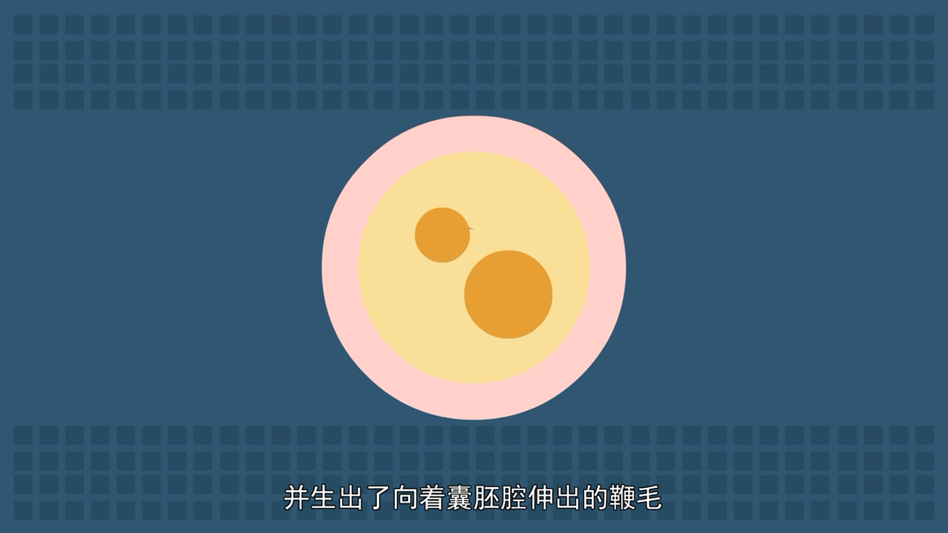 海绵动物为什么是动物进化史上的盲端