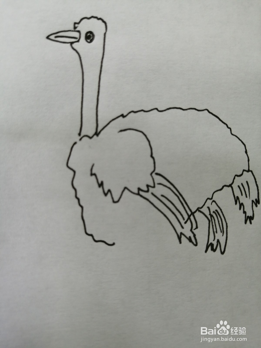 简笔画简单的鸵鸟怎么画