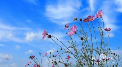 绣球花怎样养植