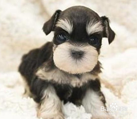 去哪学宠物美容