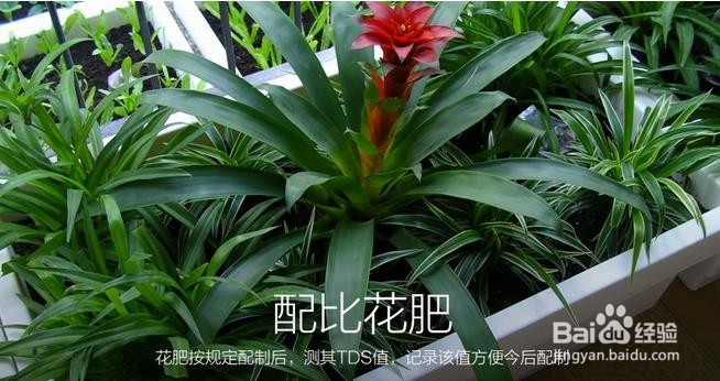 小米水质TDS检测笔的作用