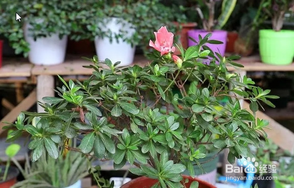 杜鹃开完花以后应该怎么办