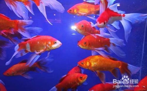 锦鲤家庭水族箱养殖方法 百度经验