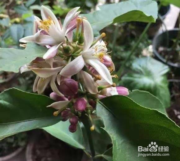 “病菌”不喜欢的“2种花”，养1盆有利于健康！