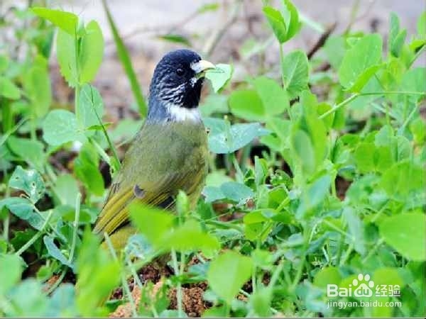 如何防止菜地被小鸟破坏