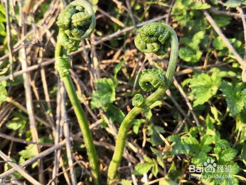 江南特色菜:蕨菜炒腊肉的做法