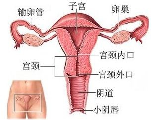 粘膜下子宫肌瘤有哪些症状表现