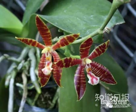 100种兰花品种图鉴，花开瞬间，艳冠群芳！