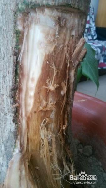 就这么做,让你家发财树叶绿枝粗,从此告别烂根!