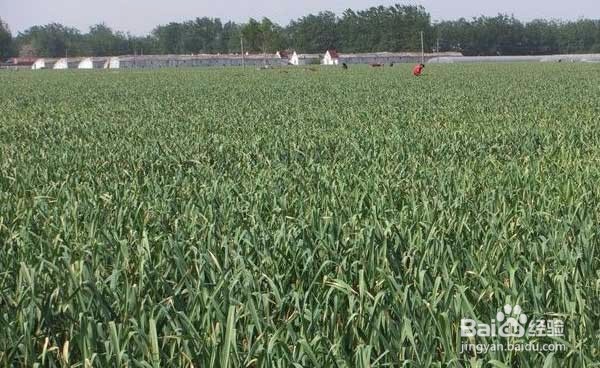 大蒜叶枯病怎么防治?