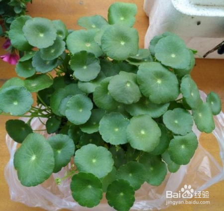 这些植物新手也可以养,轻松爆盆,不信你试试